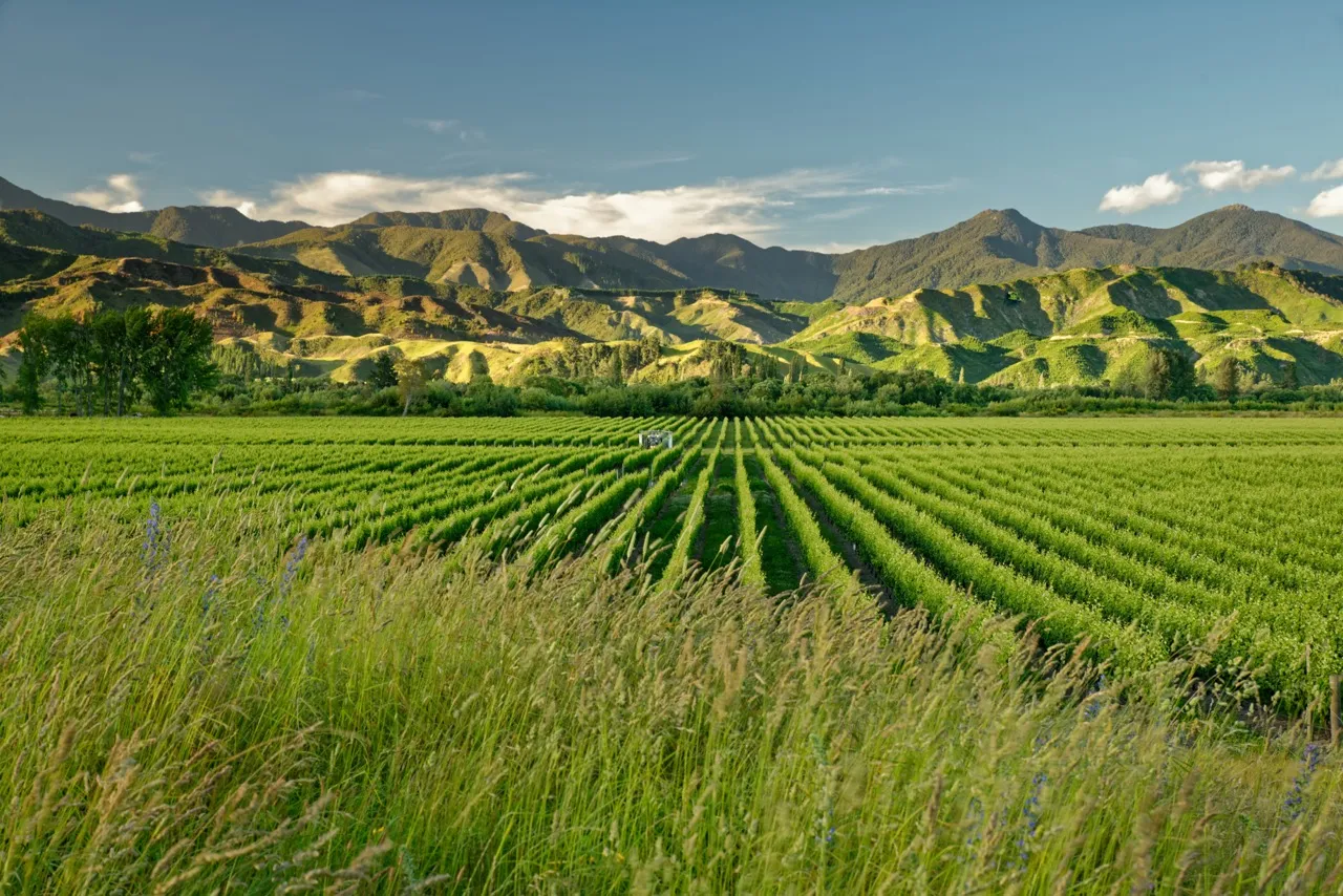 Marlborough Wine Region